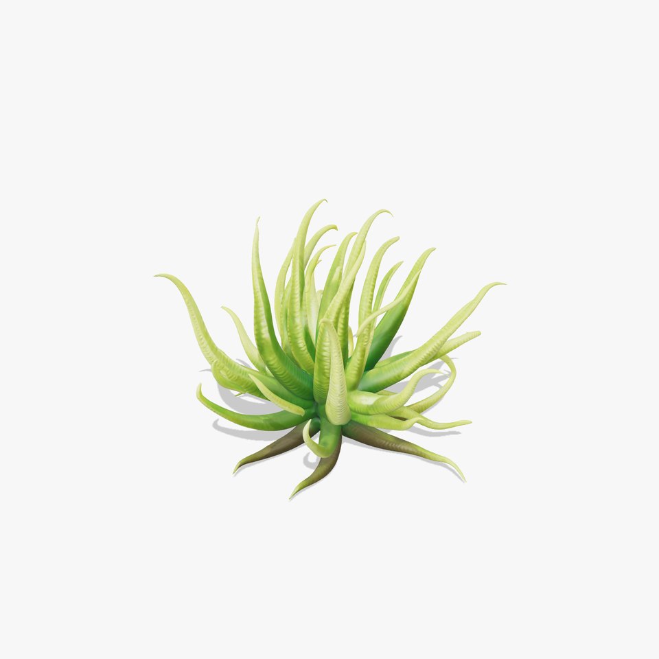 Succulent Plant Model Pack for Realistic Environments
